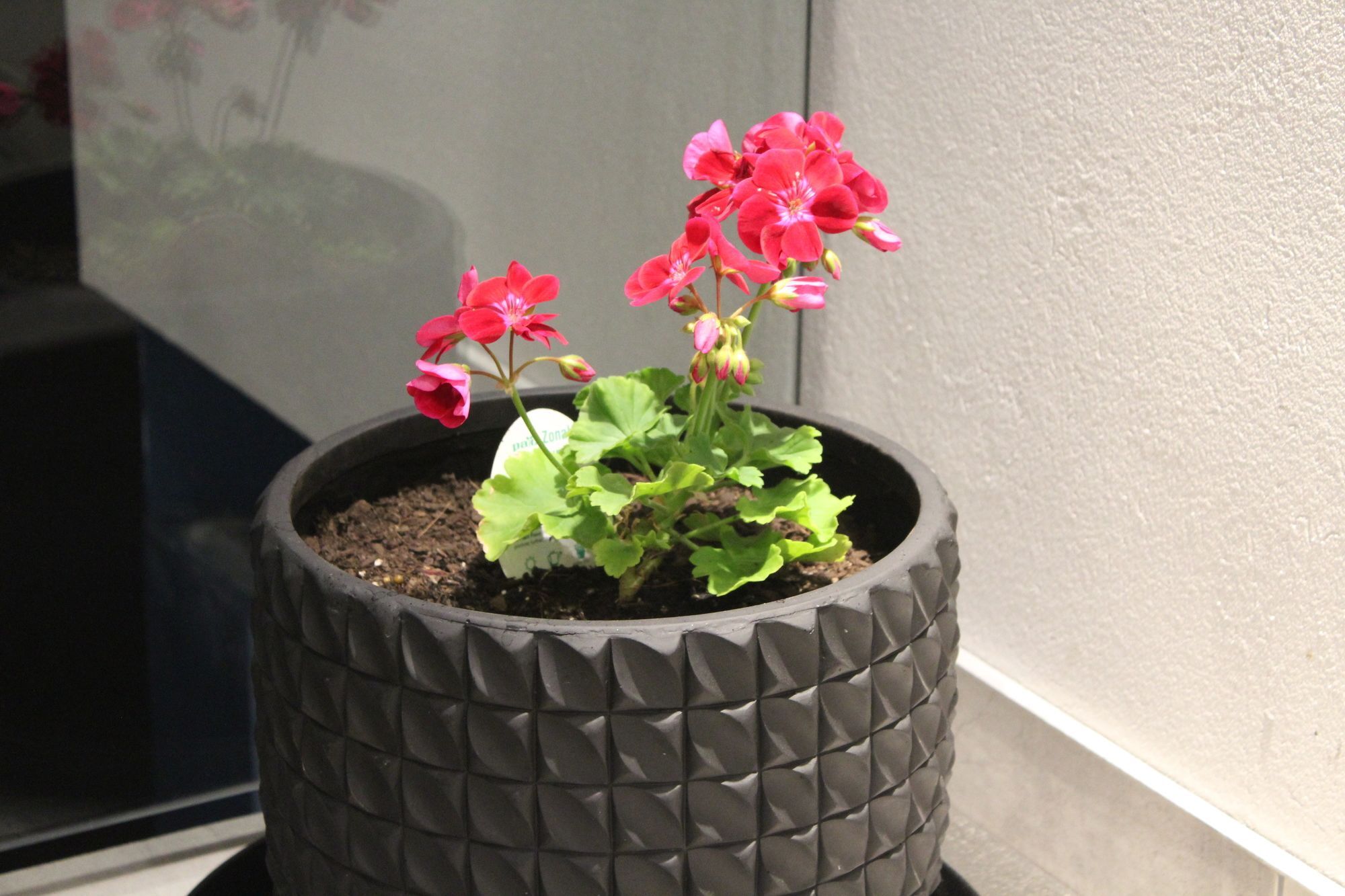 Bealey Plaza Motel Christchurch Extérieur photo Geranium zonal